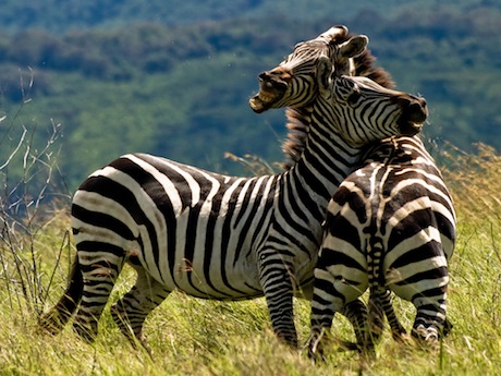 zebras